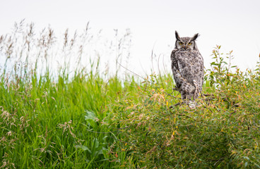 Great grey owl