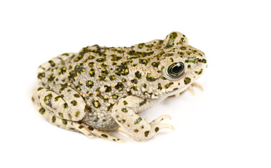 Young european fire-bellied toad, Bombina bombina isolated on white background