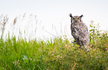Great grey owl