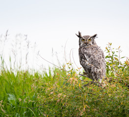Great grey owl