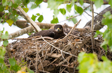 Hawk in its nest