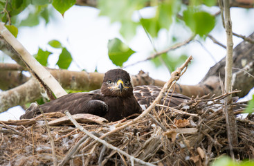 Hawk in its nest