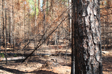 The trunk of a burned tree against the background of the forest after the fire.