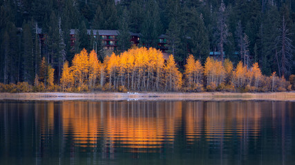 Fall Aspens