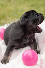French Bulldog Puppy