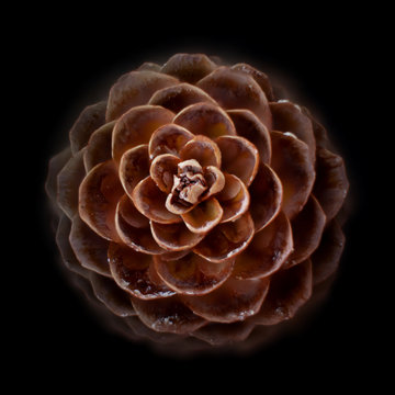 volumetric photo of a Christmas tree cone