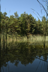 Obraz premium reflection of trees in the lake