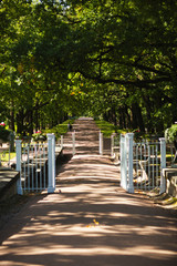 Park in summer in sunny weather