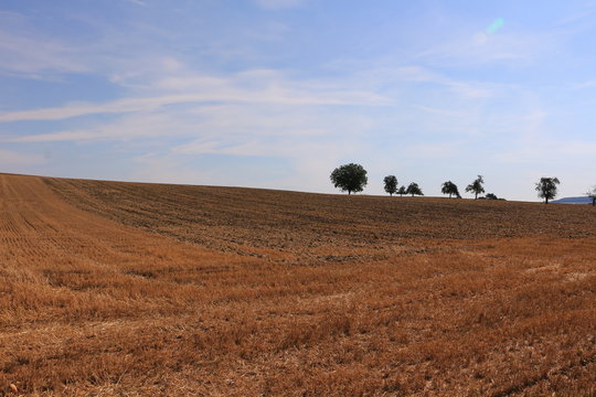 Abgeerntetes Kornfeld im Sommer in der N&auml;he von Frankfurt am Main