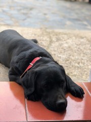 Labrador negro