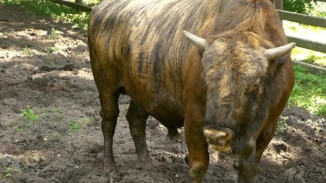 Zubron. A hybrid of domestic cattle and wisent.
