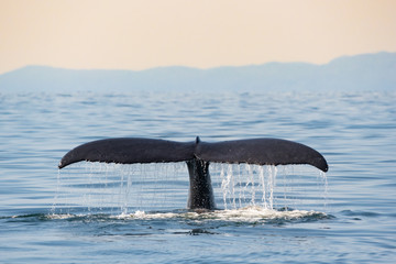 Humpback whale BCX1193 "Zig Zag" raises her tail out of the water as she goes in for a deep dive off the coast of Vancouver, British Columbia. © Beth Baisch