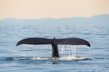 Humpback whale BCX1193 