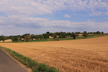 Abgeerntetes Kornfeld im Sommer in der Nähe von Frankfurt am Main