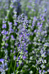 Close up of Purple Lavender Flower in Lavender field during Summer at Countryside in Transylvania.