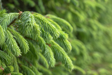 Raindrops on the branches of green spruce