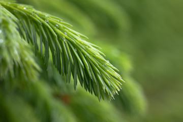 Raindrops on the branches of green spruce