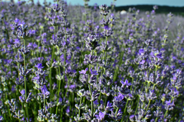 Close up of Lavender Flowers in Lavender Field during Summer at Countryside in Transylvania.