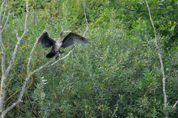 big Kormoran sits with spread out wina big cormorant sits with spread wings in a tree gs in a tree