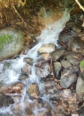 stream in the forest