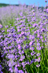 Close up of Purple Lavender flowers in Lavender Field during Summer at Countryside in Transylvania.