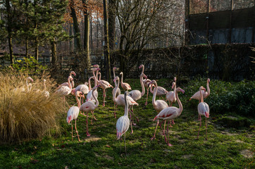 Flamingos in the Crocow's zoo, Cracow, Poland - obrazy, fototapety, plakaty