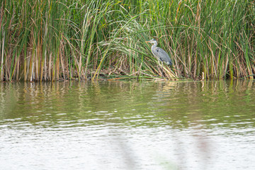  Great White Egret stands on the reed bank and looks out for prey