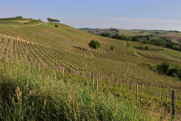 Fototapeta na wymiar Lower Monferrato (Piedmont, Italy)