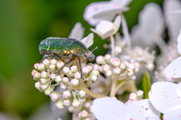 The green bronze beetle feeds on pollen on the colors of hydrangium in the garden. Macro. Selective focus.