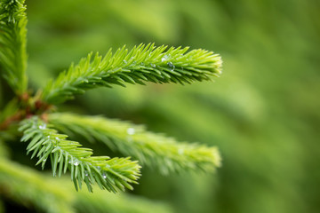 Raindrops on the branches of green spruce