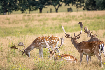in enclosure many fallow deer live together in a group
