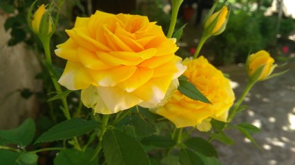 Beautiful close-up of a blossoming flower