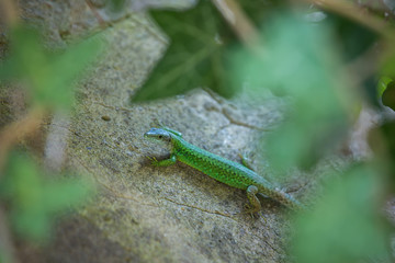 Green small lizard on a stone background, wall