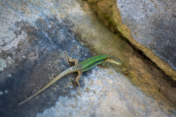Green small lizard on a stone background, wall