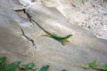 Green small lizard on a stone background, wall