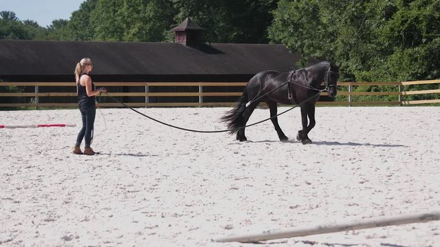 Young woman horse trainer trains Black Horse in outdoor Arena on a longe line