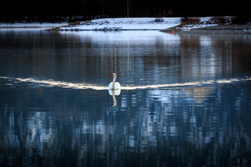 Schwimmender Schwan im Forggensee
