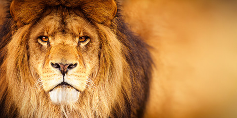 Tête de lion mâle africain regardant dans la caméra