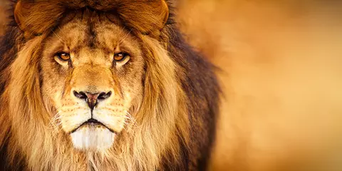 Foto auf Acrylglas Löwe Kopfschuss eines afrikanischen männlichen Löwen, der in die Kamera schaut