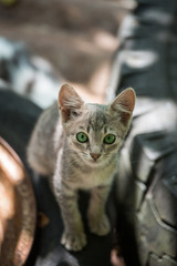 Gray homeless kitten against the background of old wheels on the street