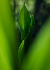 abstract green lily of the valley