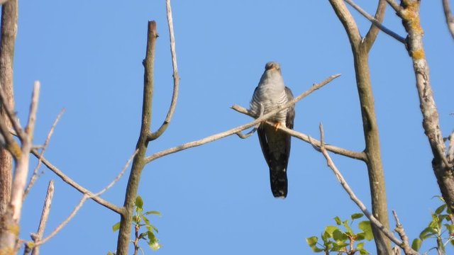 Kuckuck&nbsp;(Cuculus canorus)