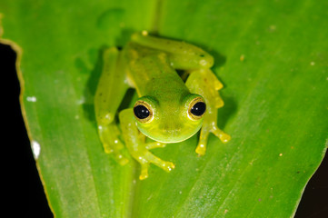 Emerald Glass Frog (Centrolennela prosoblespon), Coto Brus, Costa Rica