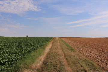 Abgeerntetes Kornfeld im Sommer in der Nähe von Frankfurt am Main