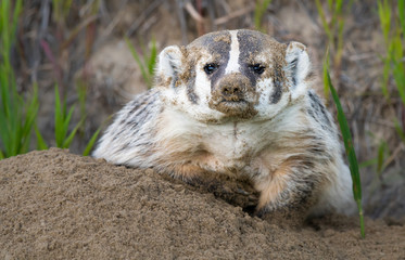 Badger in the wild