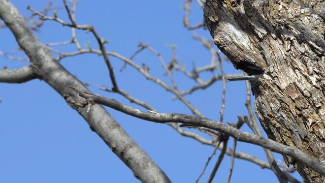 Female Eastern Bluebird feeding chicks in a knothole of a tree and carries away chick excrement