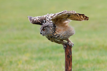 Eurasian Eagle-Owl (Bubo bubo) flying in the meadows in Gelderland  in the Netherlands 