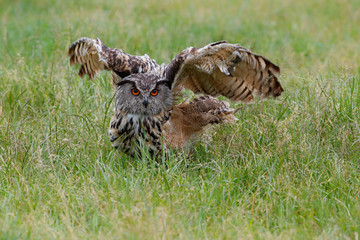 Eurasian Eagle-Owl (Bubo bubo) flying in the meadows in Gelderland  in the Netherlands 