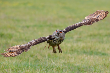 Eurasian Eagle-Owl (Bubo bubo) flying in the meadows in Gelderland  in the Netherlands 