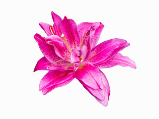 Delicate varietal Roselily Kendra Lily isolated on white background. Beautiful still life. Flower in the shape of a star.